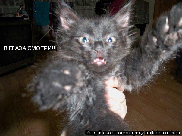 Котоматрица: В ГЛАЗА СМОТРИ!!!