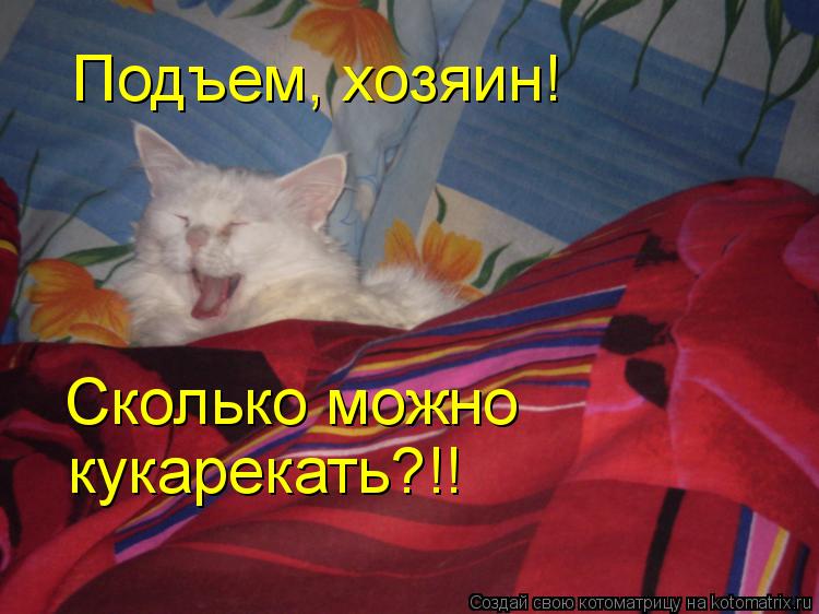 Котоматрица: Подъем, хозяин! Сколько можно  кукарекать?!!