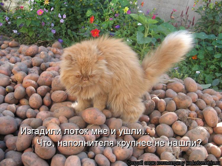 Изгадили лоток мне и ушли... Что, наполнителя крупнее не нашли?... Котоматрица: Изгадили лоток мне и ушли... Что, наполнителя крупнее не нашли?