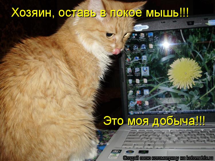 Котоматрица: Хозяин, оставь в покое мышь!!! Это моя добыча!!!