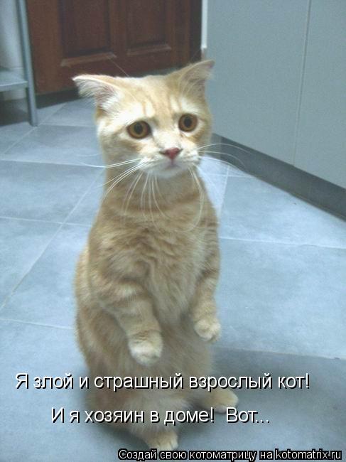 Я злой и страшный взрослый кот! И я хозяин в доме! Вот...... Котоматрица: Я злой и страшный взрослый кот! И я хозяин в доме! Вот...