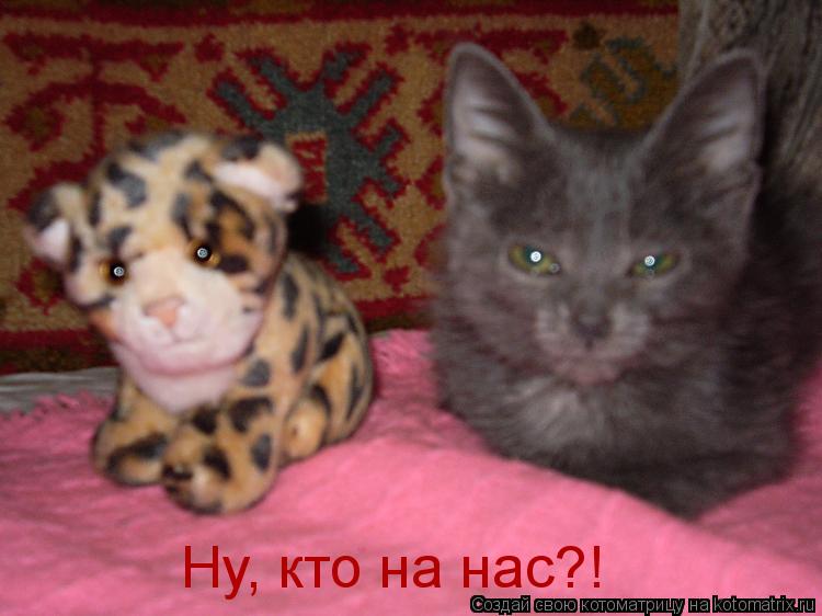 Котоматрица: Ну, кто на нас?!