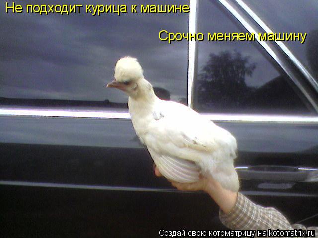 Котоматрица: Не подходит курица к машине Не подходит курица к машине Срочно меняем машину Срочно меняем машину