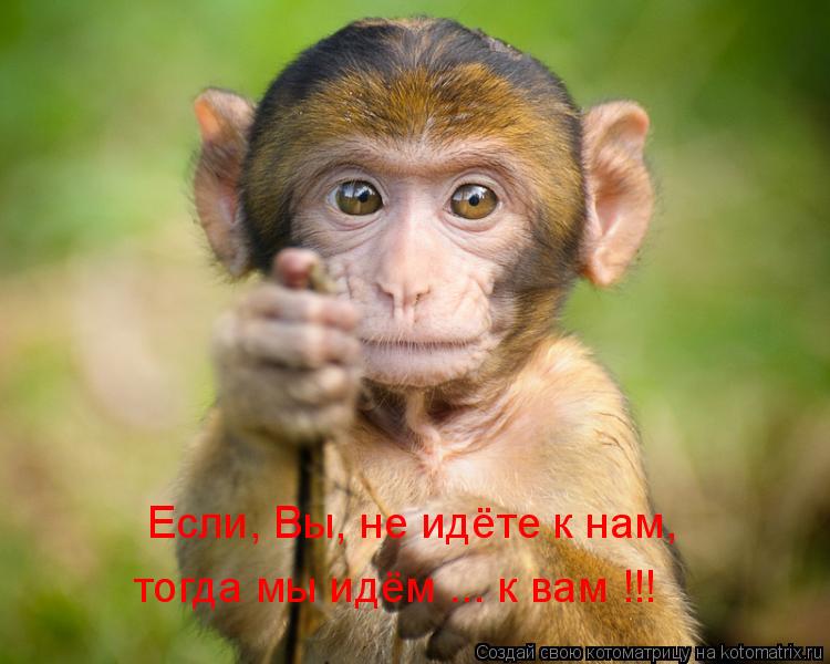 Котоматрица: Если, Вы, не идёте к нам, тогда мы идём ... к вам !!!