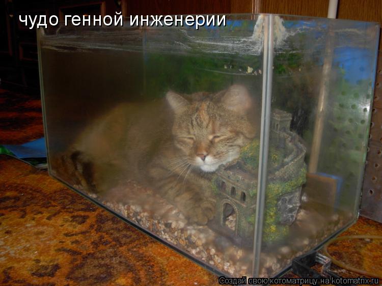 Котоматрица: чудо генной инженерии