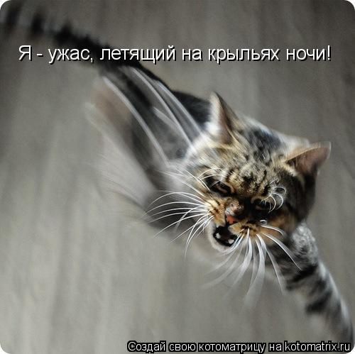 Котоматрица: Я - ужас, летящий на крыльях ночи!