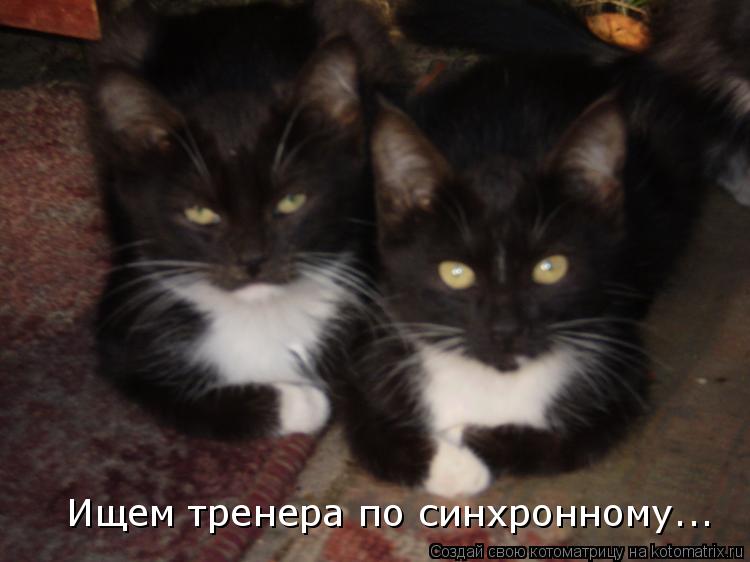 Котоматрица: Ищем тренера по синхронному...