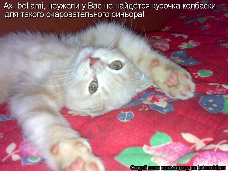 Котоматрица: Ах, bel ami, неужели у Вас не найдётся кусочка колбаски для такого очаровательного синьора!