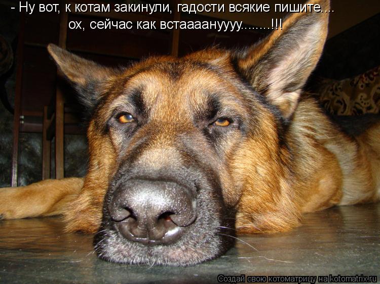 Котоматрица: - Ну вот, к котам закинули, гадости всякие пишите.... ох, сейчас как встаааануууу........!!!