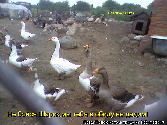 Котоматрица: Не бойся Шарик,мы тебя в обиду не дадим! Спасибо ребята