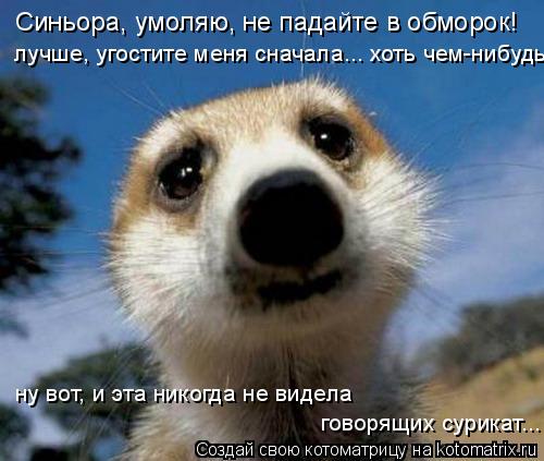 Котоматрица: Синьора, умоляю, не падайте в обморок! лучше, угостите меня сначала... хоть чем-нибудь! ну вот, и эта никогда не видела говорящих сурикат...