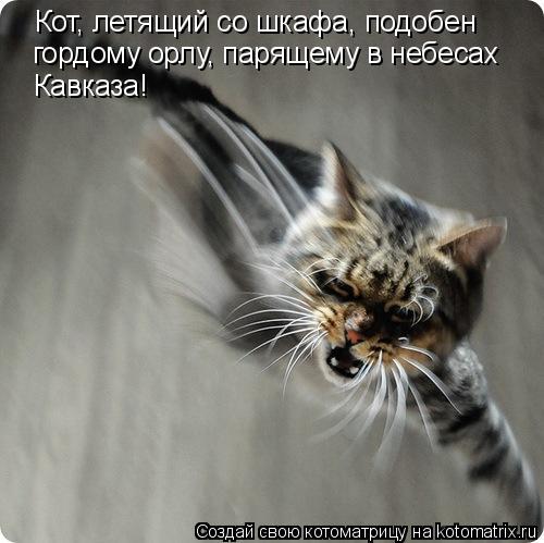 Котоматрица: Кот, летящий со шкафа, подобен гордому орлу, парящему в небесах Кавказа!