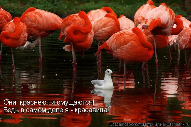 Котоматрица: Они  краснеют и смущаются! Ведь в самом деле я - красавица!