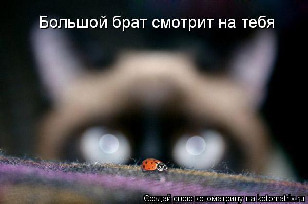 Котоматрица: Большой брат смотрит на тебя
