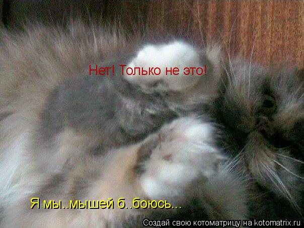 Котоматрица: Нет! Только не это! Я мы..мышей б..боюсь...