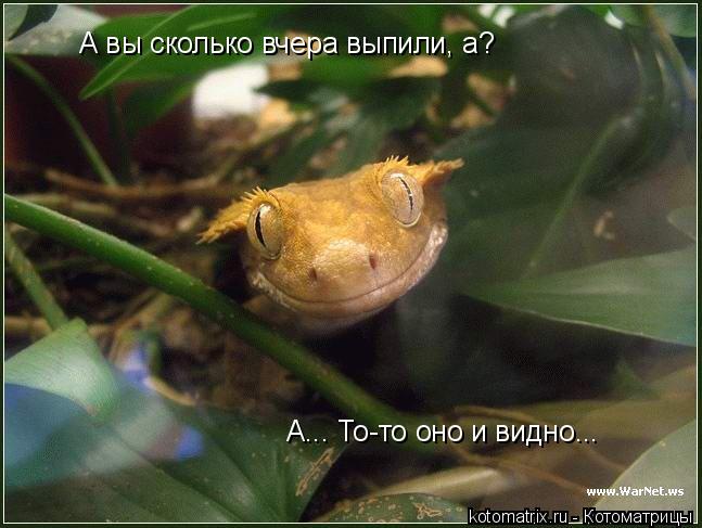 Котоматрица: А вы сколько вчера выпили, а? А... То-то оно и видно...