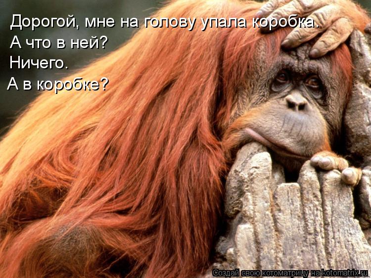 Котоматрица: Дорогой, мне на голову упала коробка. А что в ней? Ничего. А в коробке?
