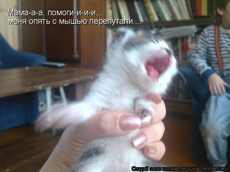 Котоматрица: Мама-а-а, помоги-и-и-и... меня опять с мышью перепутали....
