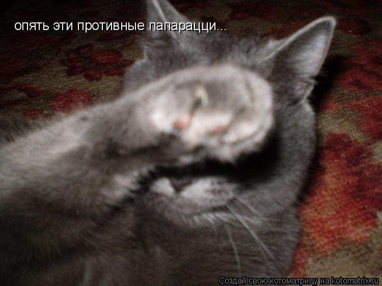 Котоматрица: опять эти противные папарацци...