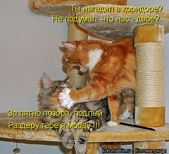 Ты нагадил в коридоре? Не подумал, что нас - двое? За пятно позора, подлый Раздеру тебе я морду !!!... Котоматрица: Ты нагадил в коридоре? Не подумал, что нас - двое? За пятно позора, подлый Раздеру тебе я морду !!!