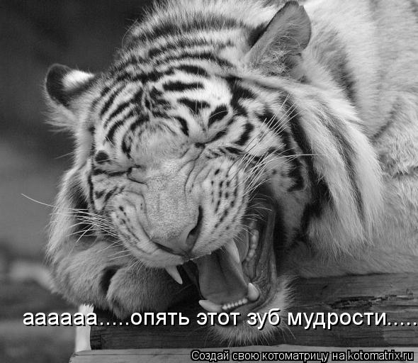Котоматрица: аааааа.....опять этот зуб мудрости............