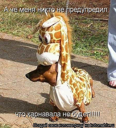 Котоматрица: А че меня никто не предупредил что карнавала не будет!!!!!