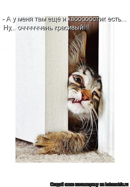 Котоматрица: - А у меня там ещё и хвооооостик есть... Ну,.. оччччччень красивый!!!