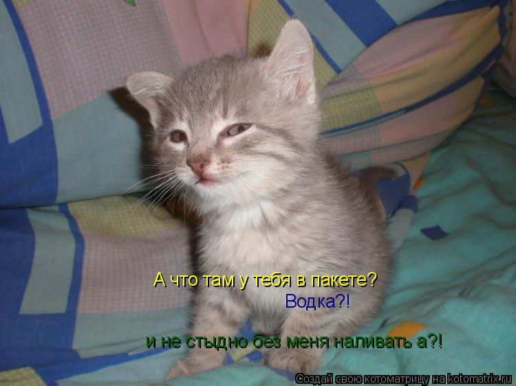 Котоматрица: А что там у тебя в пакете? Водка?! Водка?! и не стыдно без меня наливать а?!