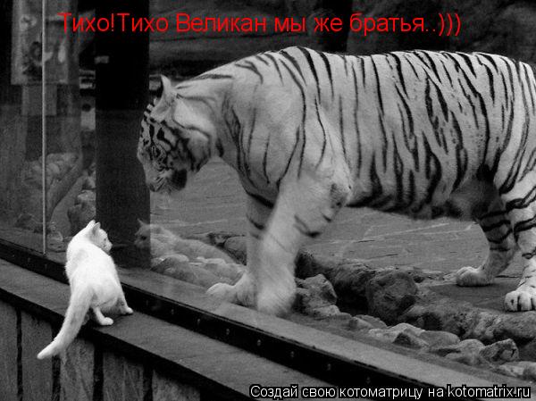 Котоматрица: Тихо!Тихо Великан мы же братья..)))
