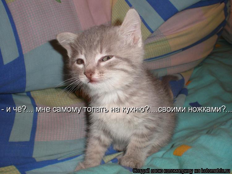 Котоматрица: - и чё?... мне самому топать на кухню?....своими ножками?...