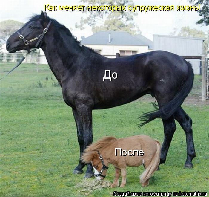 Котоматрица: До После Как меняет некоторых супружеская жизнь!