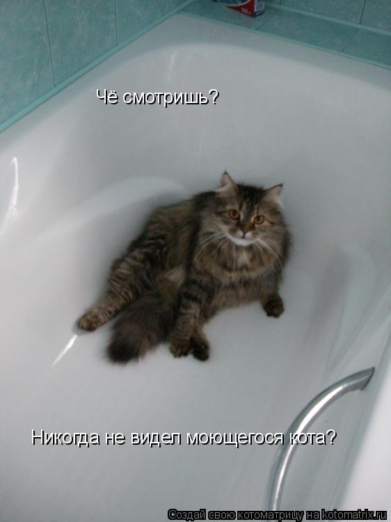 Чё смотришь? Никогда не видел моющегося кота?... Котоматрица: Чё смотришь? Никогда не видел моющегося кота?