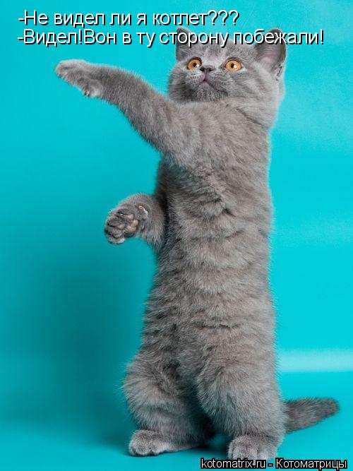 Котоматрица: -Не видел ли я котлет??? -Видел!Вон в ту сторону побежали!