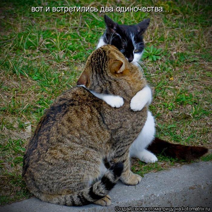 Котоматрица: вот и встретились два одиночества...