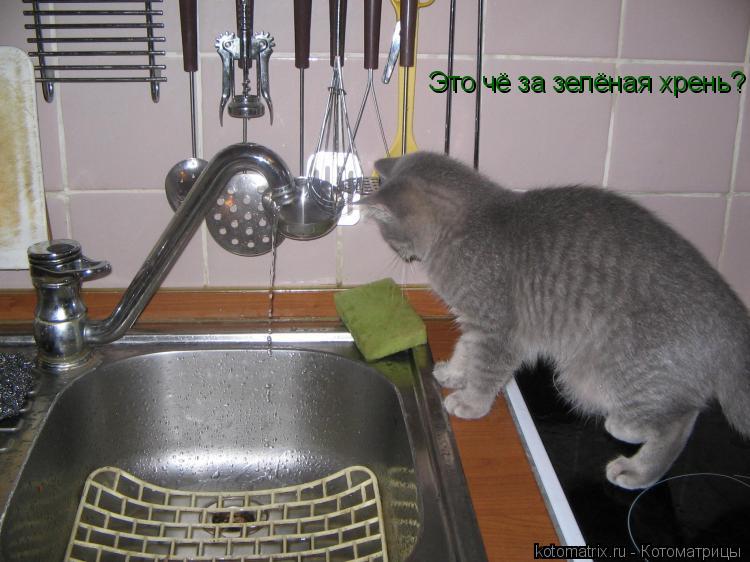 Это чё за зелёная хрень?... Котоматрица: Это чё за зелёная хрень?