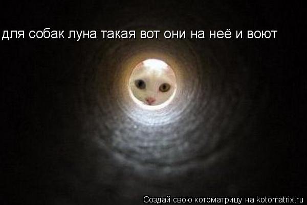 Котоматрица: для собак луна такая вот они на неё и воют