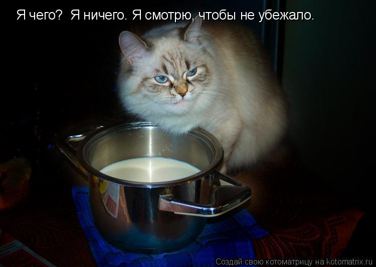 Котоматрица: Я чего?  Я ничего. Я смотрю, чтобы не убежало.