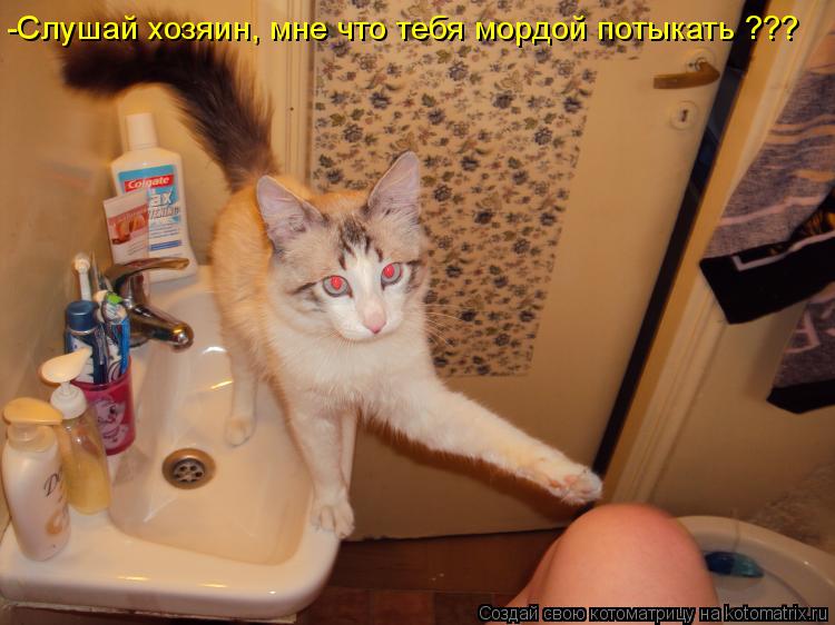 Котоматрица: -Слушай хозяин, мне что тебя мордой потыкать ???