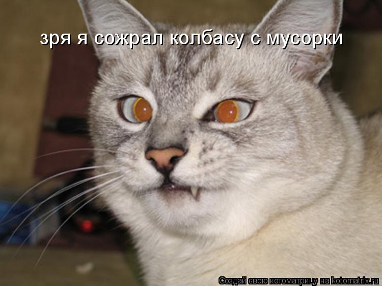 Котоматрица: зря я сожрал колбасу с мусорки