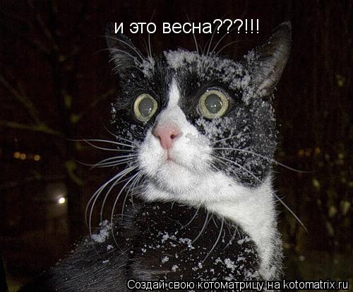 Котоматрица: и это весна???!!!
