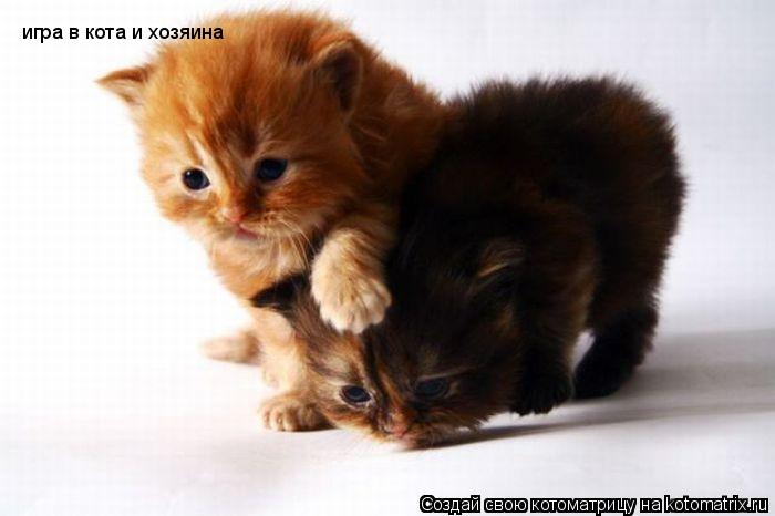 Котоматрица: игра в кота и хозяина