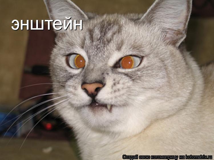 Котоматрица: энштейн