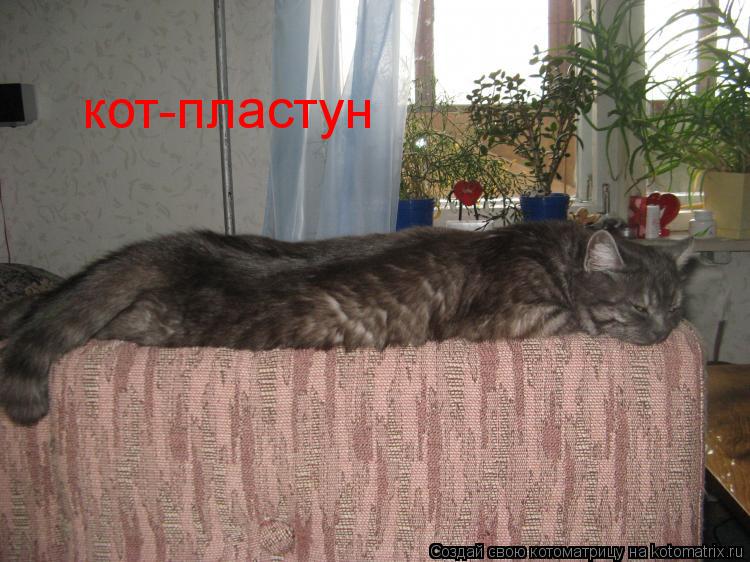 Котоматрица: кот-пластун