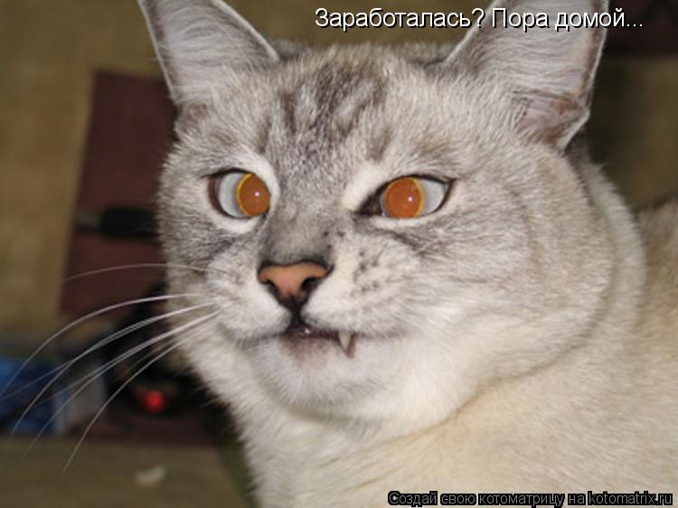 Котоматрица: Заработалась? Пора домой...