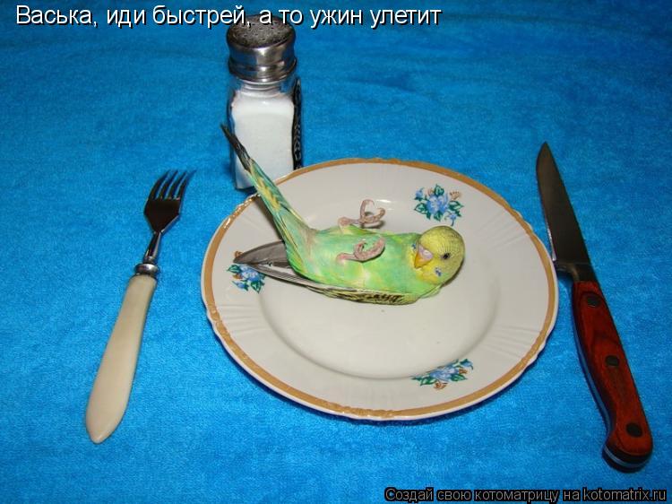 Котоматрица: Васька, иди быстрей, а то ужин улетит