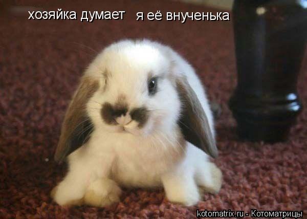 Котоматрица: моя хозяйка думает хозяйка думает я её внученька я её внученька