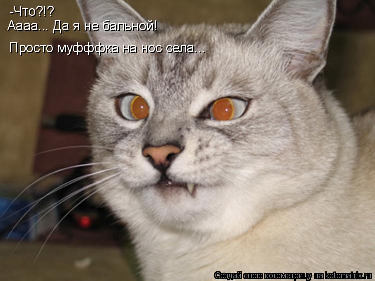 Котоматрица: -Что?!? Аааа... Да я не бальной! Просто муфффка на нос села...