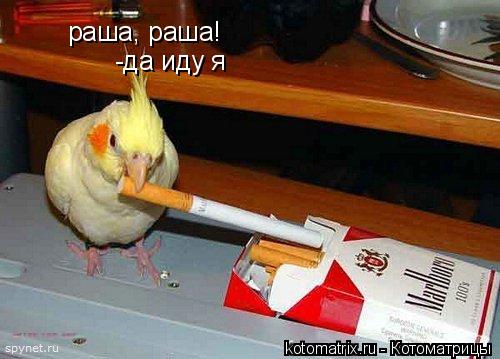 Котоматрица: раша, раша! -да иду я -да иду я