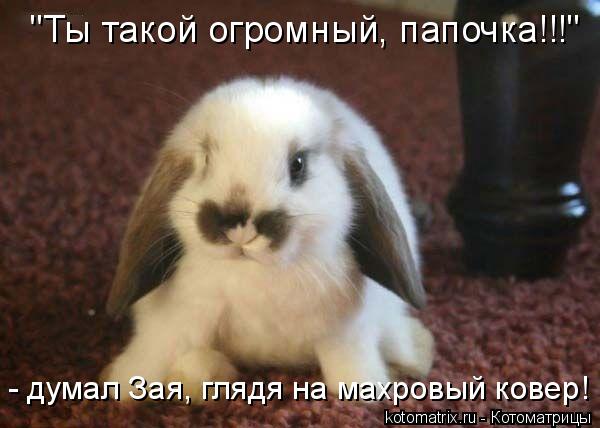 - думал Зая, глядя на махровый ковер! "Ты такой огромный, папочка!!!"... Котоматрица: - думал Зая, глядя на махровый ковер! "Ты такой огромный, папочка!!!"