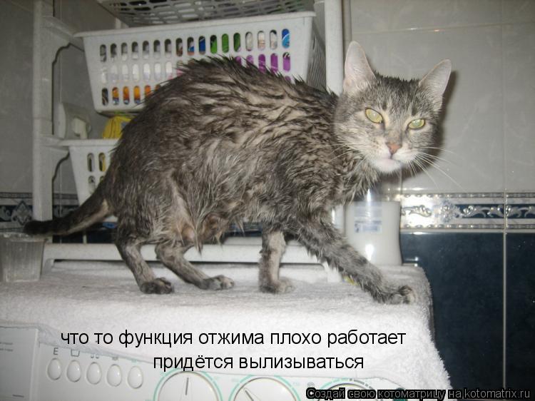 Котоматрица: что то функция отжима плохо работает придётся вылизываться